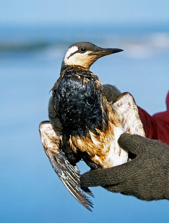 Volunteer saving Common Murre / Common Guillemot (Uria aalge) seabird covered in oil after oil spill along the North Sea coast. (Photo by: Arterra/Universal Images Group via Getty Images)