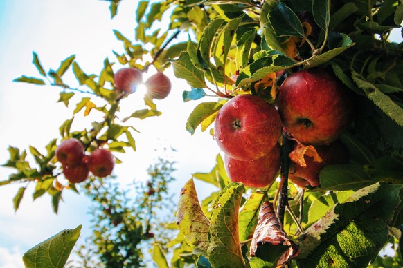 In diesem Jahr klagen viele Verantwortliche in der Landwirtschaft über geringe Apfelernten.