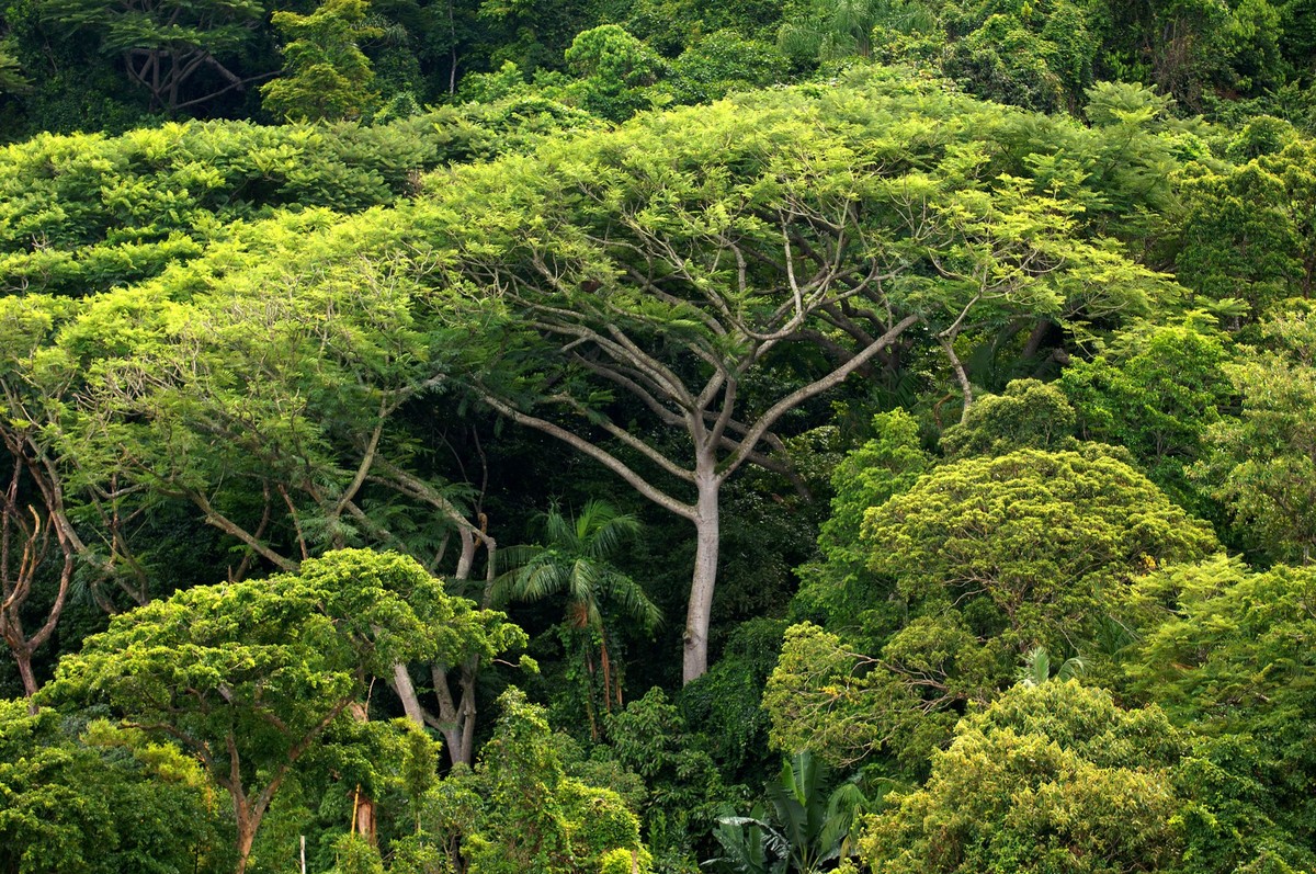 ARCHIV - 05.01.2006, Brasilien, Sao Paulo: Dichter Atlantischer Regenwald auf der Insel do Cardoso. Im Atlantischen Regenwald im S�dosten Brasiliens kommt indigenen V�lkern beim Schutz des Waldes und  ...