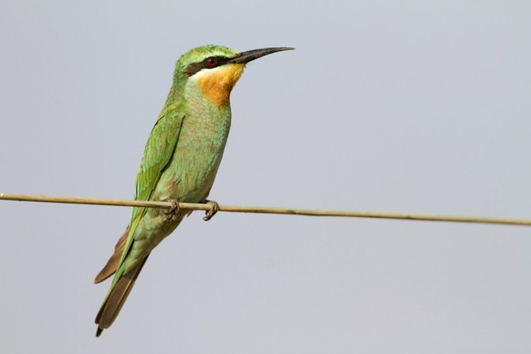 Blauwangenspint, Blauwangen-Spint (Merops persicus), Jungvogel sitzt auf einem Draht, Oman blue-cheeked bee-eater (Merops persicus), sqeaker sitting on a wire, Oman BLWS504079 Copyright: xblickwinkel/ ...