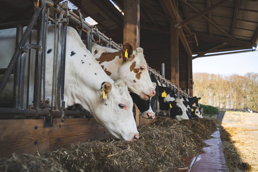 Rindviehfütterung im modernen, halboffenen Rinderstall, Rinder am Futtertisch fressen Silage. Landwirtschftliches Symbolfoto. Landwirtschaft und Tierzucht machen Freude - wenn der Betrieb gesund aufge ...
