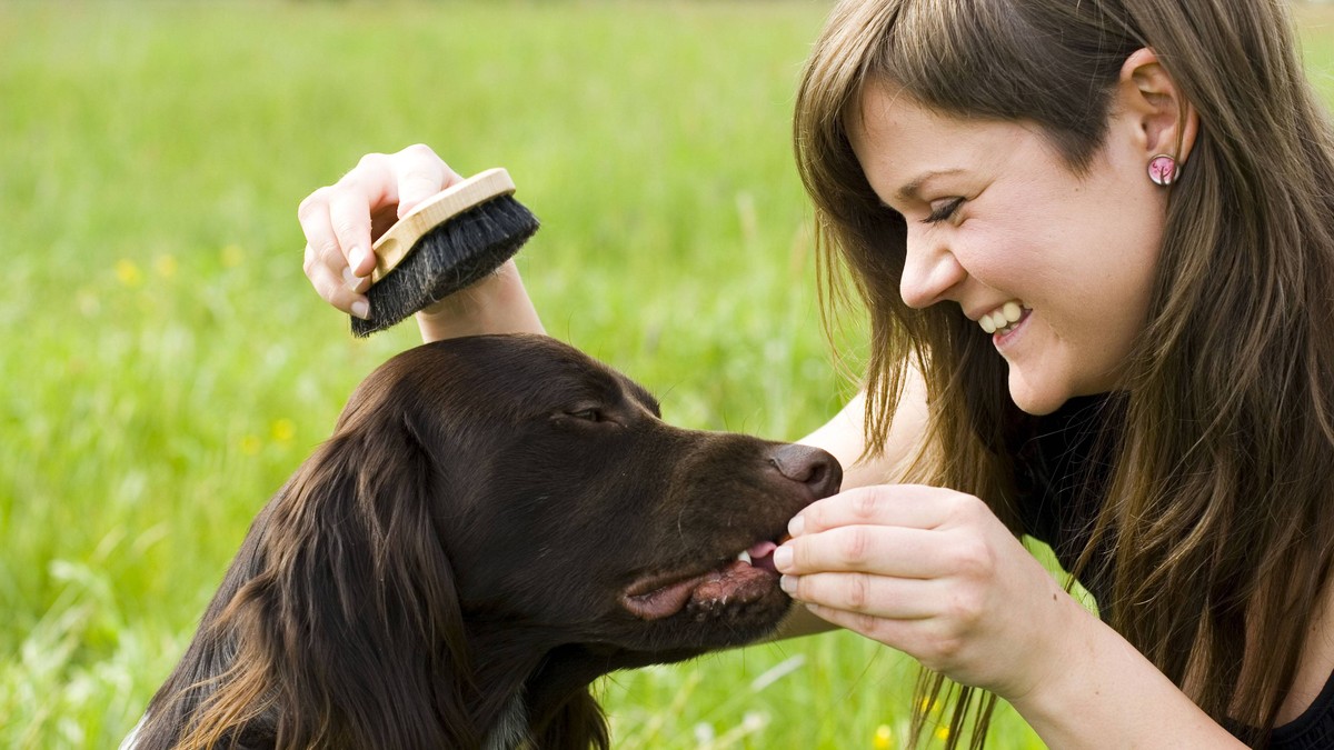 Hund Frau Bürsten