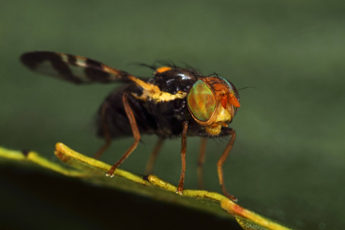 Kirschfruchtfliege, Kirsch-Fruchtfliege, Kirschfliege, Kirsch-Fliege (Rhagoletis cerasi, Rhagoletis signata, Trypeta signata), Portraet, Komplexaugen, Deutschland cherry fruit fly, tephritid fruit fly ...