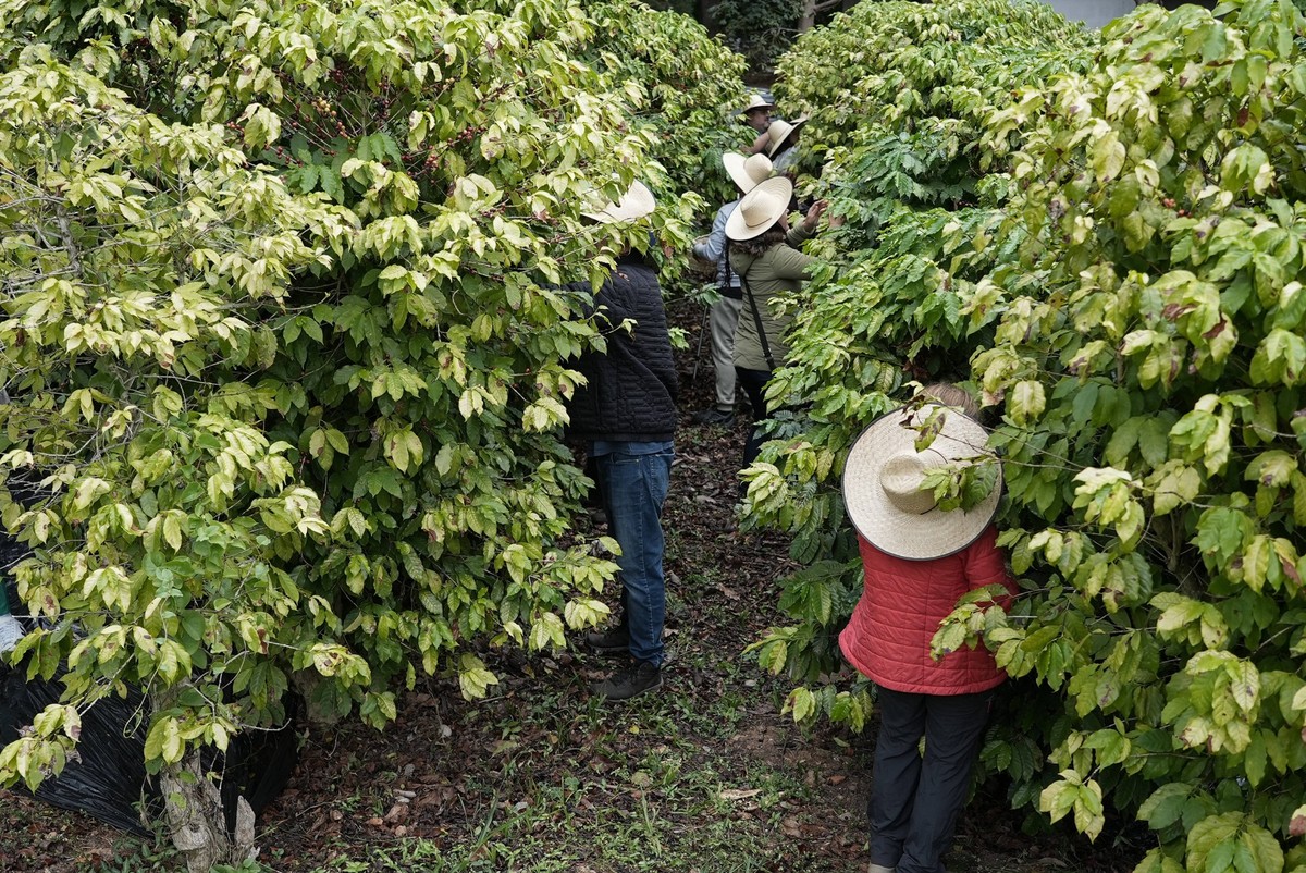 May 25, 2024: Visitors take part in the 17th edition of Sabor da Colheita taste of the harvest, an event promoted at the Instituto Biologico coffee plantation, in the south of Sao Paulo, Brazil, on Sa ...