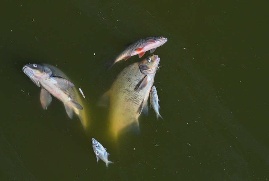 ARCHIV - 12.08.2022, Brandenburg, Schwedt: Tote Fische treiben im Wasser des deutsch-polnischen Grenzflusses Oder im Nationalpark Unteres Odertal n