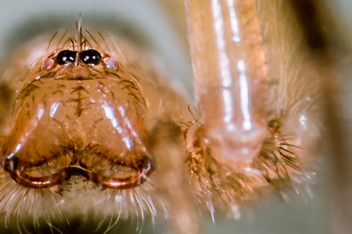 Crab Spider