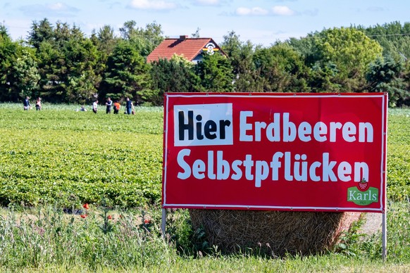 Erdbeeren selbst ernten und naschen - 16.06.2022: Symbolbild: Selbstpfl�cken - In der Freizeit selbst Erdbeeren auf dem Feld ernten, ist nat�rlich g�nstiger als sie am Verkaufsstand zu kaufen. Oft gib ...