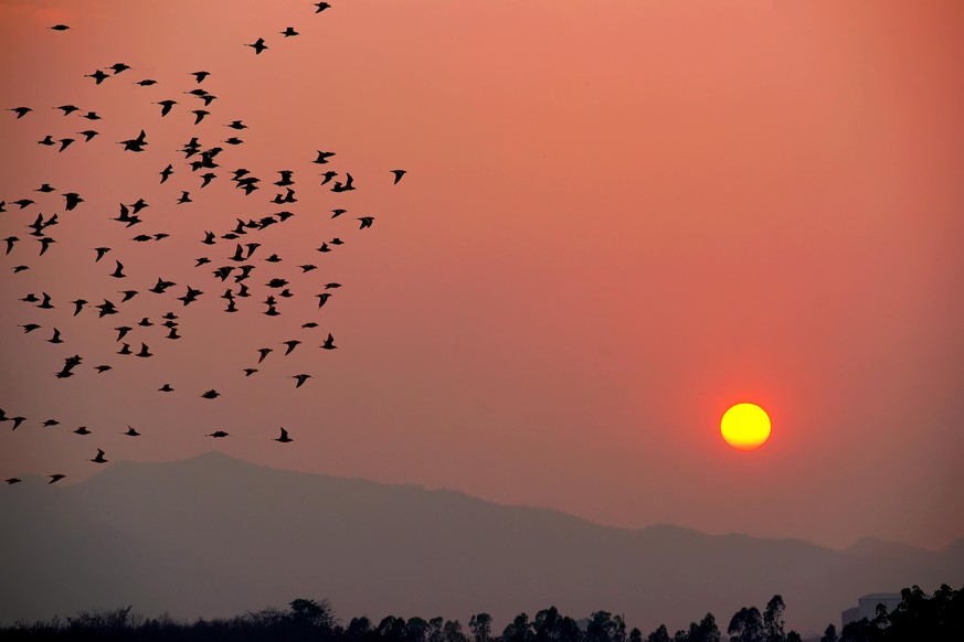 At sunset with flocks of birds flying back to their nests