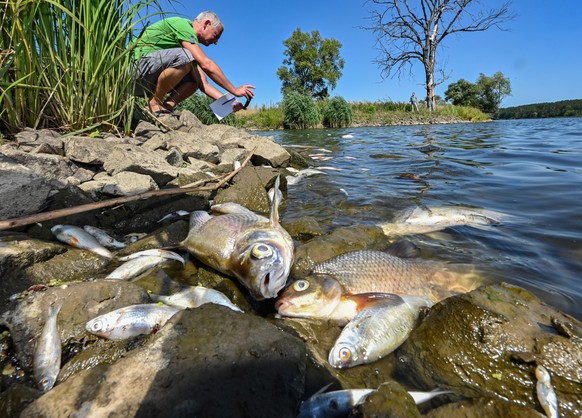 dpatopbilder - 12.08.2022, Brandenburg, Schwedt: Viele tote Fische treiben im Wasser des deutsch-polnischen Grenzflusses Oder im Nationalpark Unteres Odertal n