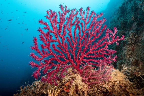 Rote Gorgonie: die Korallenart im Mittelmeer lässt sich im Urlaub in den Tiefen des Meeres entdecken.