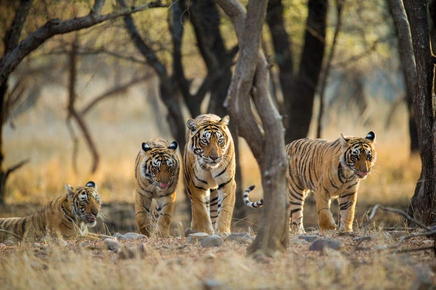 Eine Tiger-Familie unterwegs auf der Suche nach Beute (Symbolbild).