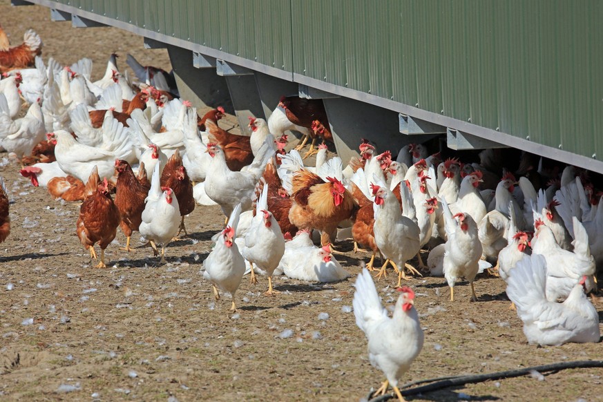 Hühnervögel als Nutztiere Haushühner, teils auch Hähne, auf einem Bauernhof in großflächiger, artgerechter Freiladhaltung in der Landschaft. *** Chicken birds as farm animals Domestic chickens, partly ...