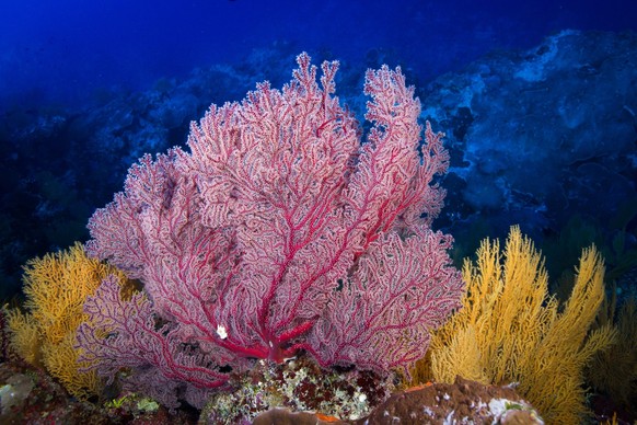 Die Menge an gesunden Korallen steigt an.