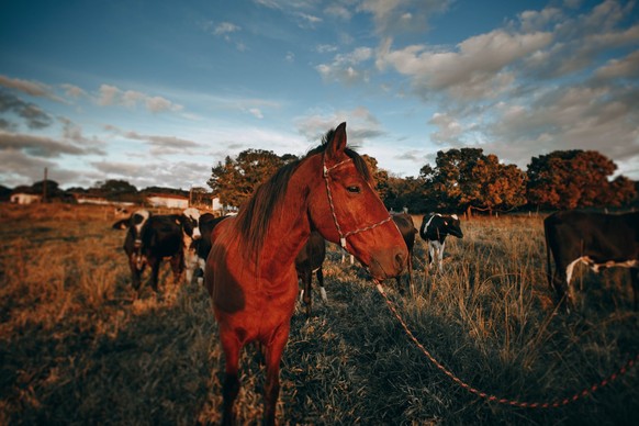 Kühe und Pferde haben in Australien die meisten Menschenleben auf dem Gewissen.