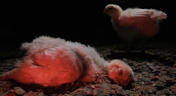 (Eingeschränkte Rechte für bestimmte redaktionelle Kunden in Deutschland. Limited rights for specific editorial clients in Germany.) dead chicken in a factory farm, Germany (Photo by Christian Adam/ul ...