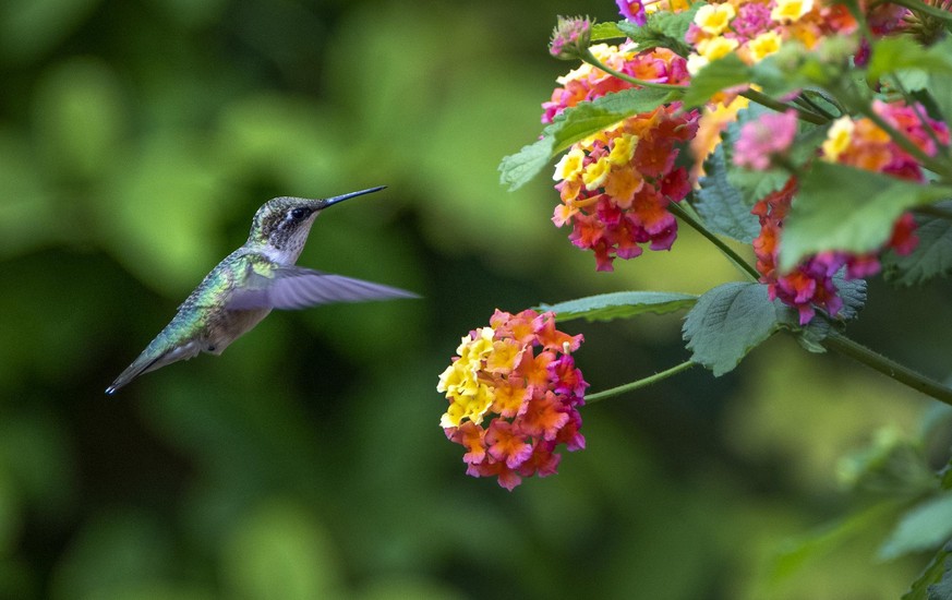 Kolibris nehmen ihre Welt deutlich farbenfroher wahr als wir.
