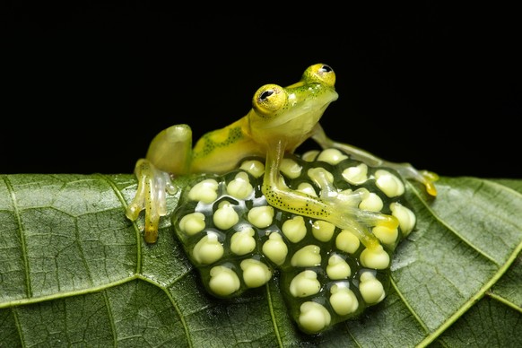 Der Glasfrosch soll in Zukunft besser geschützt werden.
