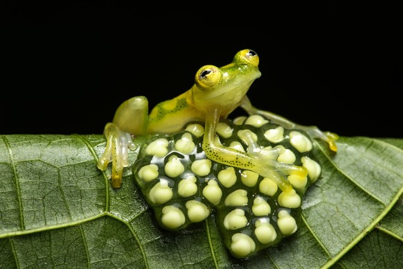 Glasfrosch M�nnchen (Hyalinobatrachium aureoguttatum) bewacht ein Eigelege, Familie der Glasfr�sche (Centrolenidae), Choco Regenwald, Canande River Naturschutzgebiet, Choco forest, Ecuador / Male glas ...