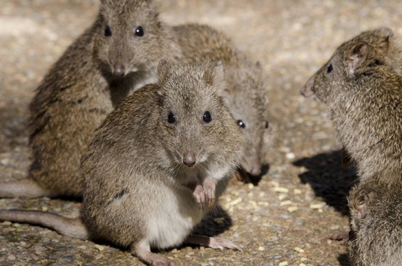 Australia, South Australia, Adelaide. Cleland Wildlife Park. Long-nosed potoroo aka rat-kangaroo (Potorous tridactylus) small nocturnal marsupial. PUBLICATIONxINxGERxSUIxAUTxONLY Copyright: xCindyxMil ...