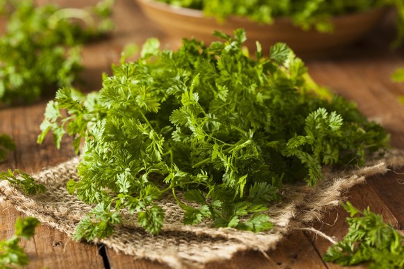 Raw Organic French Parsley Chervil on a Background