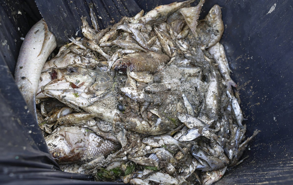 Expert:innen schätzen die Menge verendeter Fische auf bis zu 100 Tonnen.