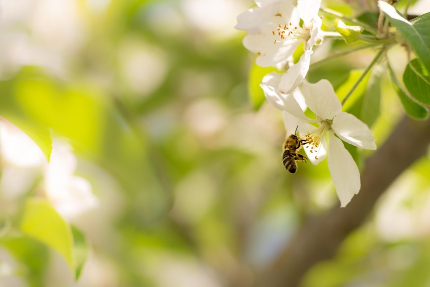 Honey bee is collecting pollen on a blossoming apple tree against blurred background