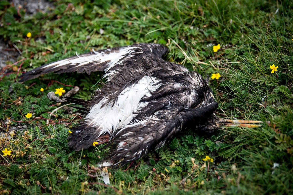 ARCHIV - 28.07.2022, Hamburg, Neuwerk: Ein toter Vogel liegt am Deich der zu Hamburg geh�renden Insel Neuwerk. Tote V�gel, verlassene Nester, verhungerte Jungtiere - die Vogelgrippe hinterl�sst in die ...