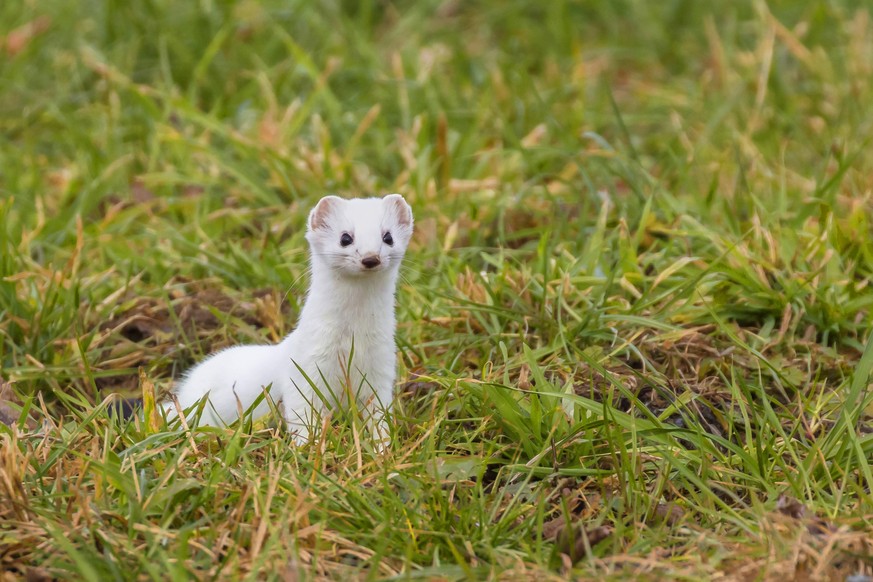 Hermelin, Grosses Wiesel, Grosswiesel, Gross-Wiesel, Kurzschwanzwiesel, Kurzschwanz-Wiesel Mustela erminea, sitzt in einer Wiese, schaut neugierig, Kopf ist gehoben, Deutschland Ermine, Stoat, Short-t ...