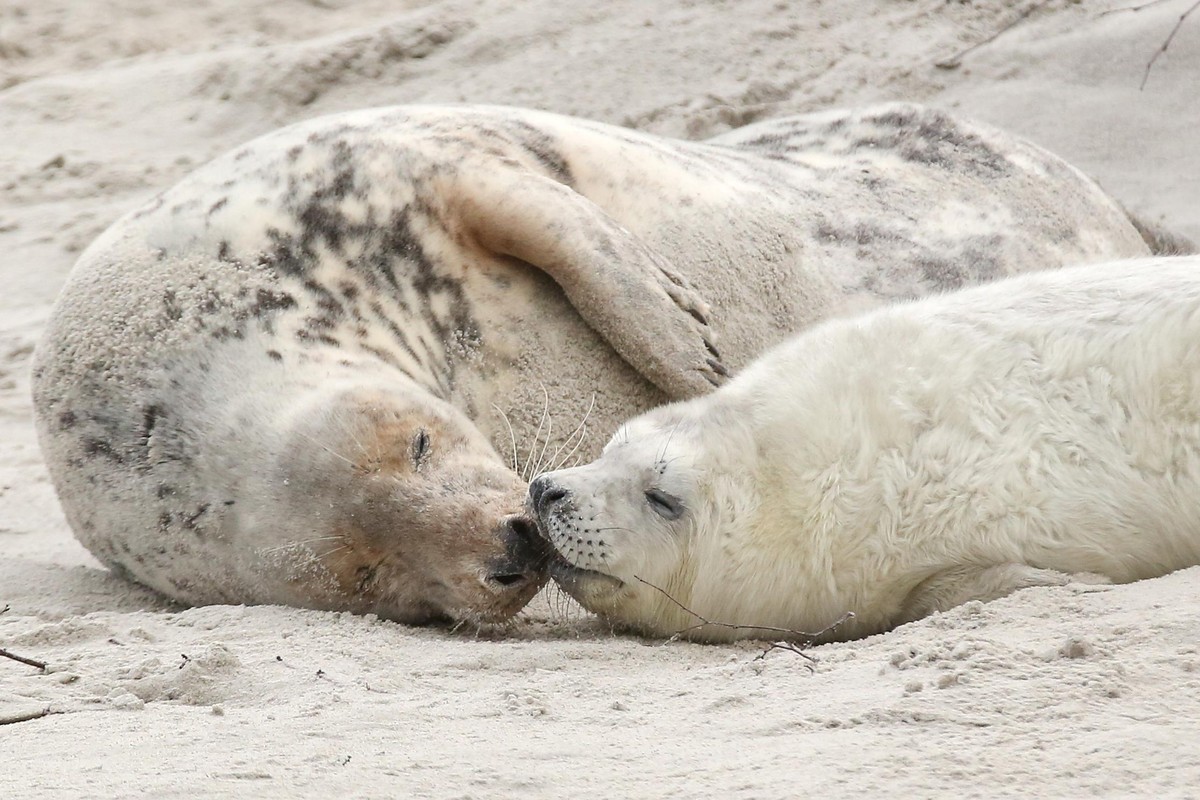 ARCHIV - 16.12.2014, Schleswig-Holstein, Helgoland: Eine junge Kegelrobbe und das Muttertier liegen am Strand der D�ne vor der Hochseeinsel Helgoland. Die Zahl der Kegelrobbengeburten im Nationalpark  ...