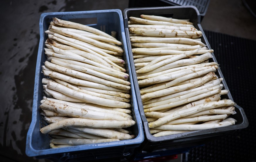 PRODUKTION - 04.05.2023, Schleswig-Holstein, Barsbüttel: Frisch geernteter Spargel liegt in Kisten in der Halle eines landwirtschaftlichen Betriebs, bevor er gewaschen und sortiert wird. In Deutschlan ...