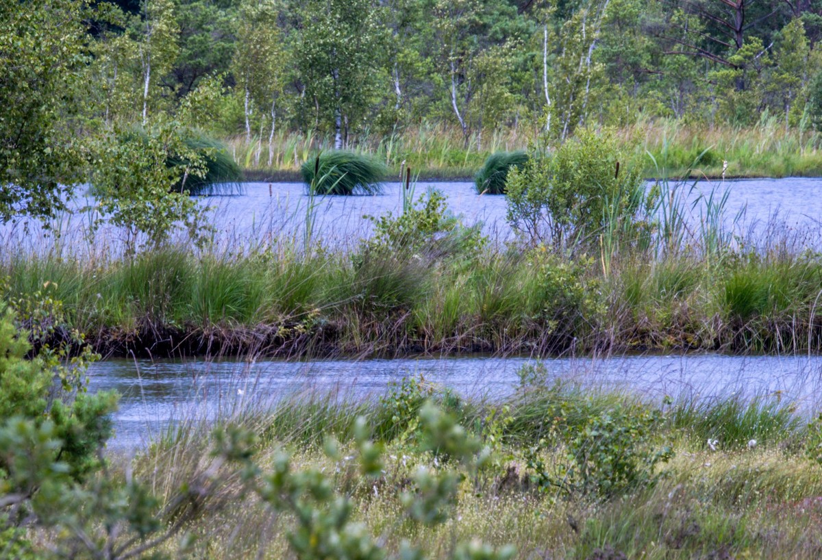 ARCHIV - 31.07.2023, Mecklenburg-Vorpommern, Sanitz: Weite Wasserflächen haben sich im südöstlich von Rostock gelegenen Teufelsmoor nach dem beginn der Renaturierung gebildet. Bis 1990 wird hier großf ...