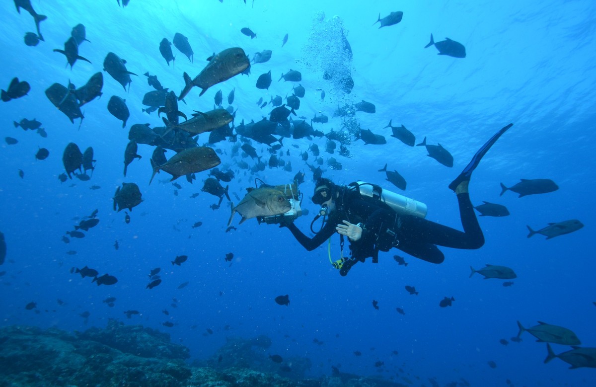 Sonja Napetschnig ist von einem Schwarm Fische umgeben.