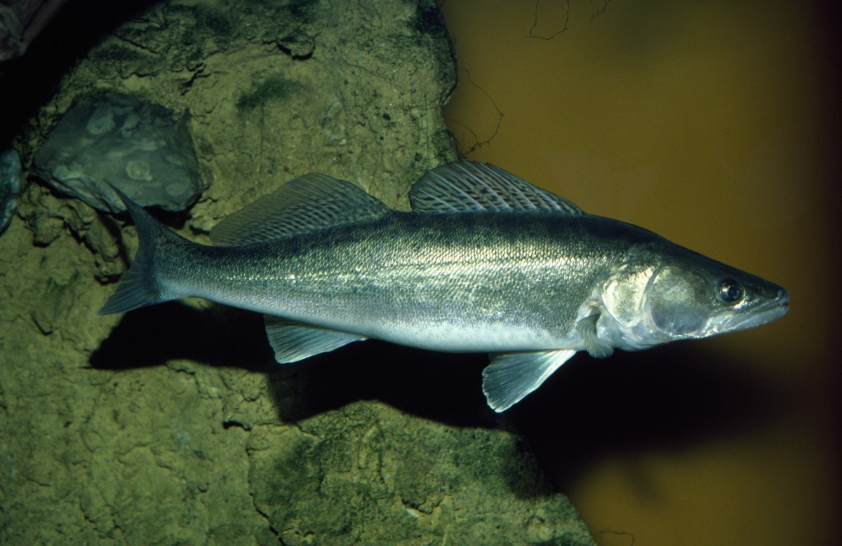 UNSPECIFIED - JULY 30: Zander (Sander lucioperca), Percidae. (Photo by DeAgostini/Getty Images)