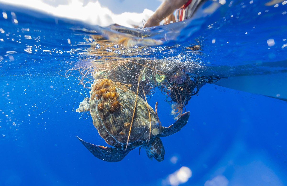 Unechte Karettschildkroete, Unechte Karette (Caretta caretta), gefangen in einem frei schwebenden Geisternetz, Azoren, Pico | loggerhead sea turtle, loggerhead (Caretta caretta), trapped in a lose fre ...