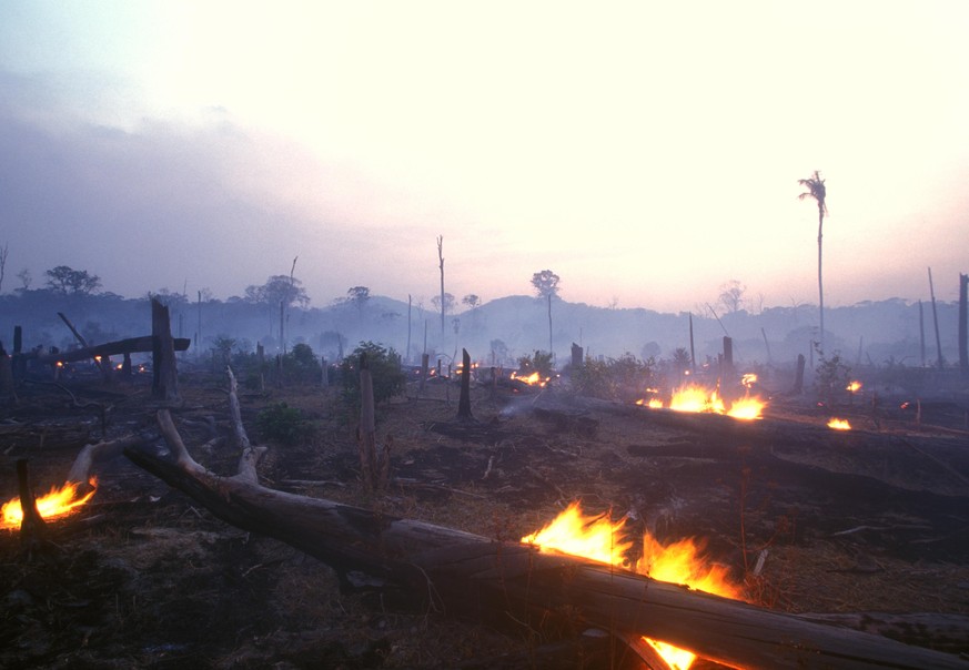 60-70 percent of deforestation in the Amazon results from cattle ranches and soyabeans cultivation while the rest mostly results from small-scale subsistence agriculture.