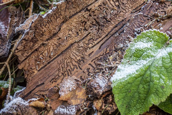 Noch sind Insektenplagen in Deutschland selten: Am weitesten verbreitet ist bisher der Borkenkäfer, der für schwere Schäden in zahlreichen Wäldern sorgt.