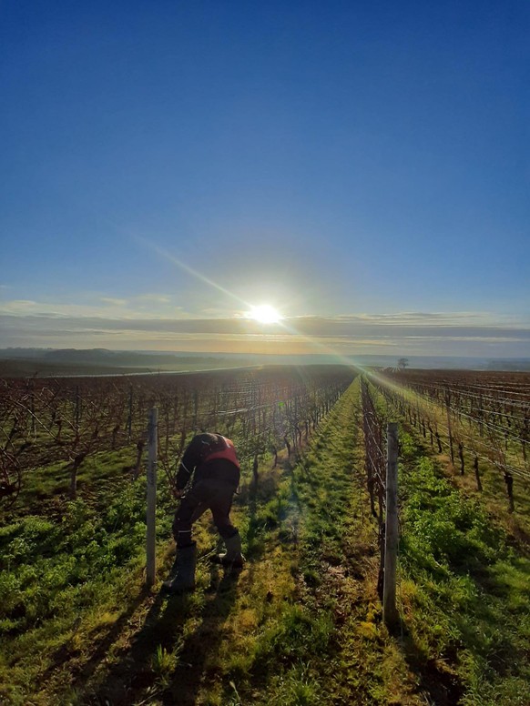 Michaels tägliche Arbeit an den Weinrebstöcken.