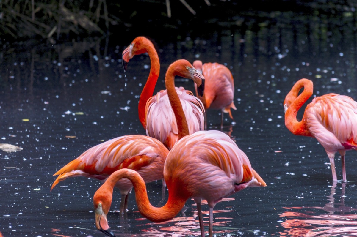 Pink flamingo in a pond, Natural park of the northern Italy, known for its woods, irrigation canals and reeds
