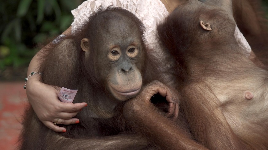 Zwei Orang-Utans sitzen bei einer Besucherin von Safari World auf dem Schoß. Die Tiere werden für Foto-Zwecke gehalten.