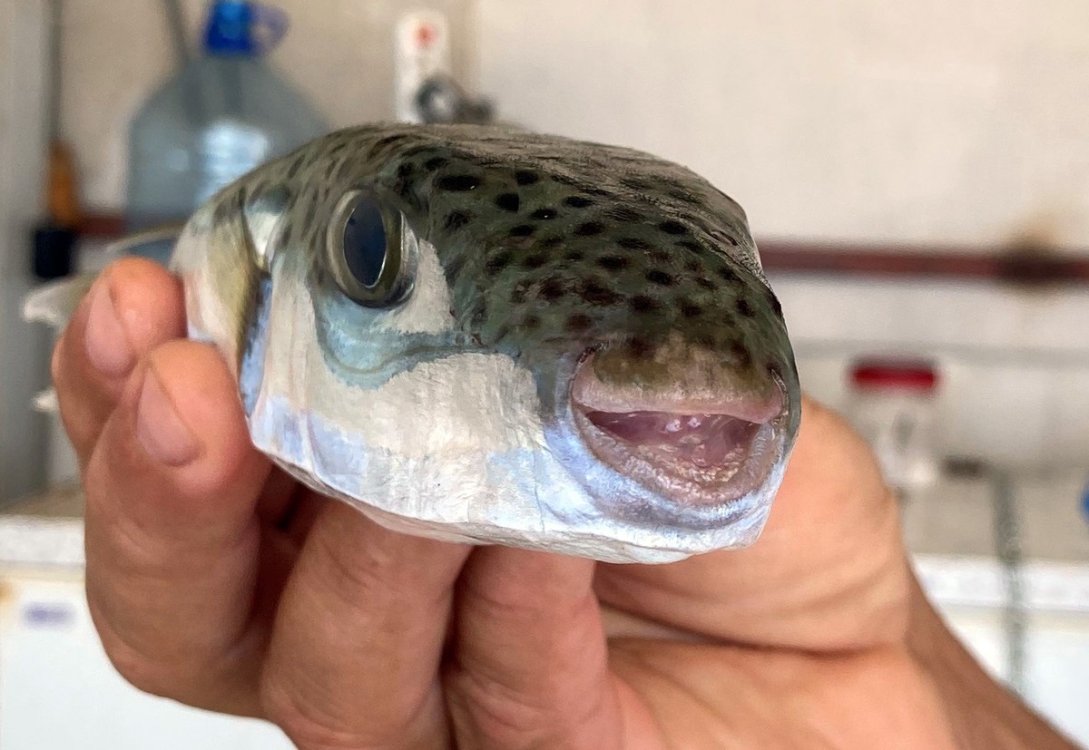 ARCHIV - 29.06.2021, Türkei, Antalya: Der Leiter der Fischerei-Kooperative in Antalya, Cengiz Balta, hält einen Hasenkopf-Kugelfisch in der Hand. (zu dpa-Korr «Aus Fisch wird Geldbörse - Lösung für Ku ...
