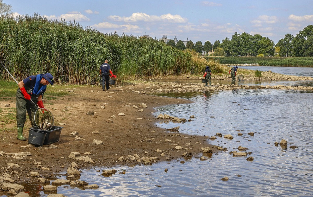 In der Oder sind massenhaft Fische verendet. Kräfte vom Technischen Hilfswerk bergen mehrere Tonnen toter Fische aus dem Fluss.