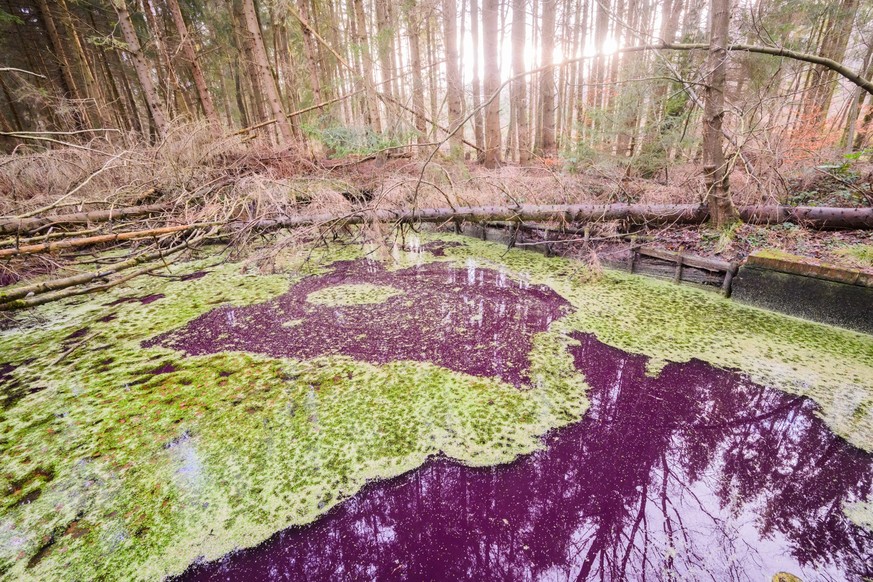 10.01.2023, Niedersachsen, Sibbesse: Purpurfarben schimmert das Wasser in einem kleinen Teich im Hildesheimer Wald bei Sibbesse. Experten vom Nieders