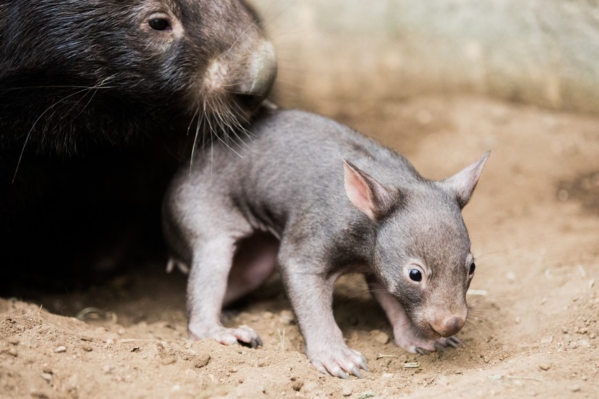 04.04.2018, Nordrhein-Westfalen, Duisburg: Der kleine Wombat Apari ist aus dem Beutel seiner Mutter Tinsel gekrochen. Apari ist der erste Wombat-Nachwuchs seit knapp vierzig Jahren im Duisburger Zoo.  ...