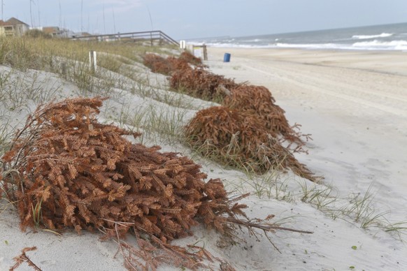 Recycled Christmas trees line the beach shoring up sand dunes and preventing erosion as the wind covers them with sand and turns them into dunes