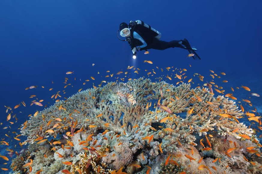 Ein Taucher erkundet ein Korallenriff.