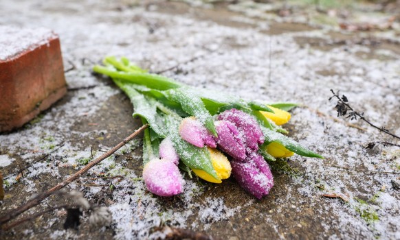 26.01.2023, Niedersachsen, Wunstorf: Blumen liegen an einer Tannenbaumschonung und einem Brachgel�nde in Wunstorf-Blumenau in der Region Hannover. Nach dem Fund der Leiche eines 14-j�hrigen Jungen in  ...