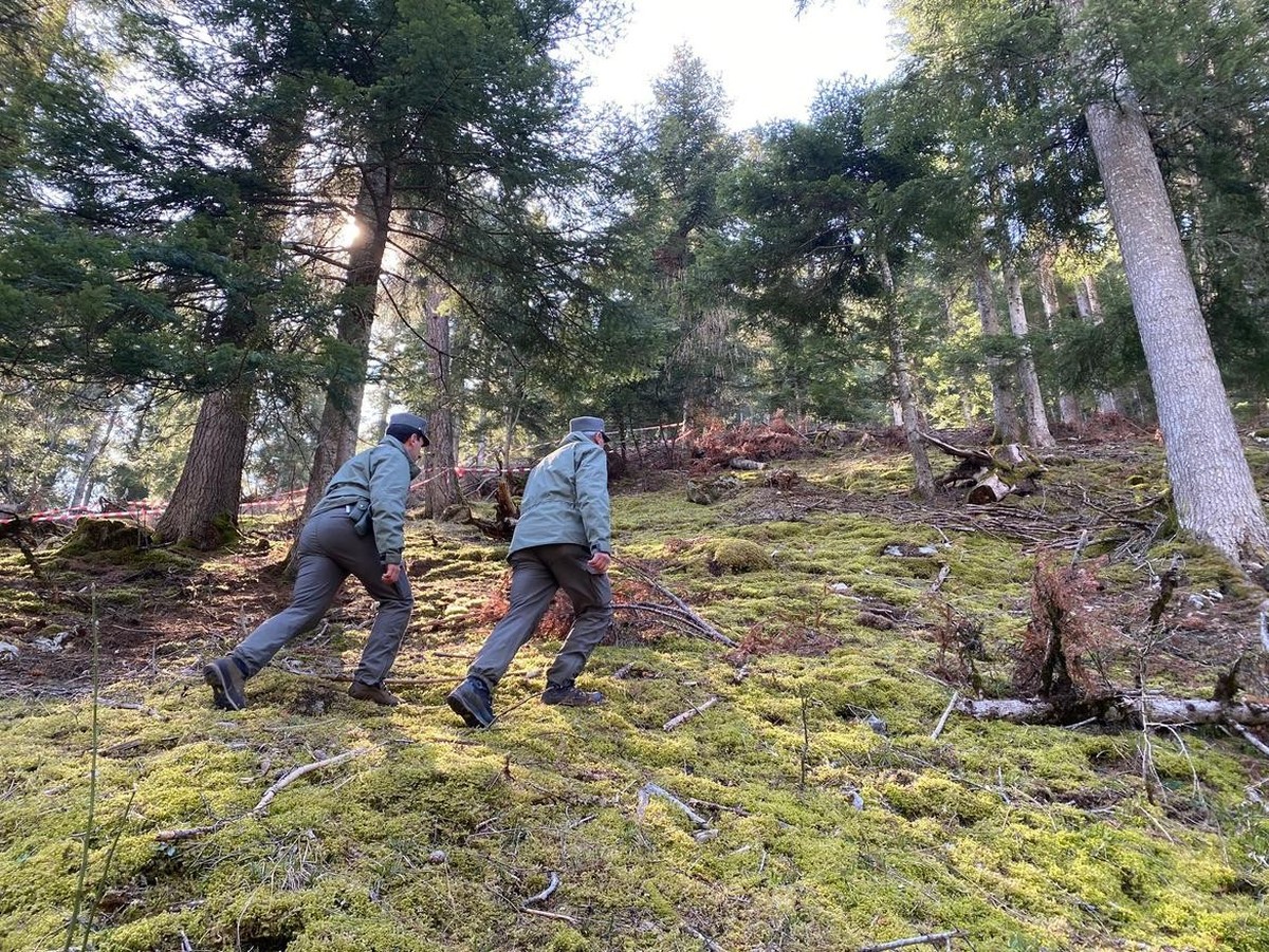 HANDOUT - 06.04.2023, Italien, Caldes: ARCHIV - Polizeibeamte gehen durch den Wald vor einem mit Flatterband abgesperrten Bereich in dem ein Jogger m�glicherweise von einem B�ren angegriffen und get�t ...