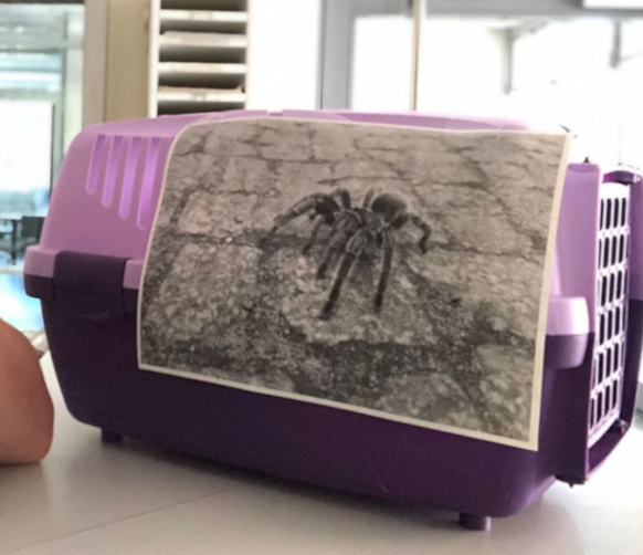 Der Spinnen-Retter gab extra noch ein Foto der Spinne in der Dienststelle ab.