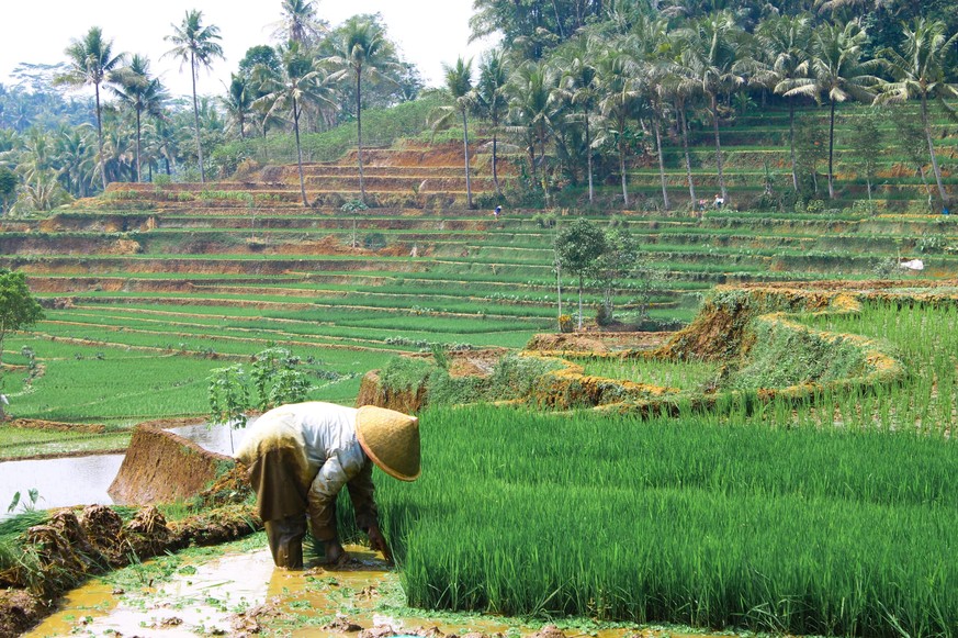 Photo of a farmer who is planting rice in a rice field with a cool view filled with vast rice fields and green trees in an Indonesian Village