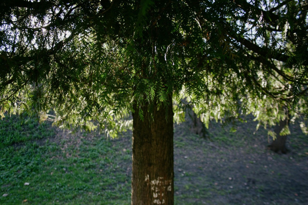 Zedernbaum